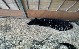 German Shepherd dogs for sale: German shepherd puppies  - Advert 15