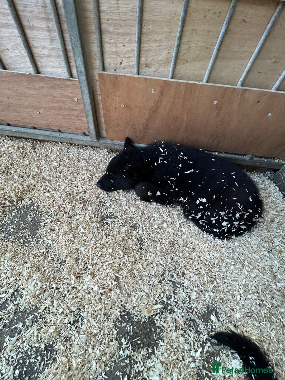 German Shepherd dogs for sale: German shepherd puppies  - Advert 15