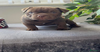 American Bully dogs - Advert 9