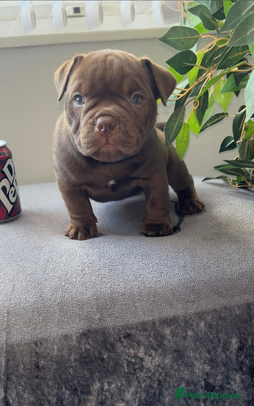 American Bully dogs for sale: Abr Micro Exotic American Bully - Image 2