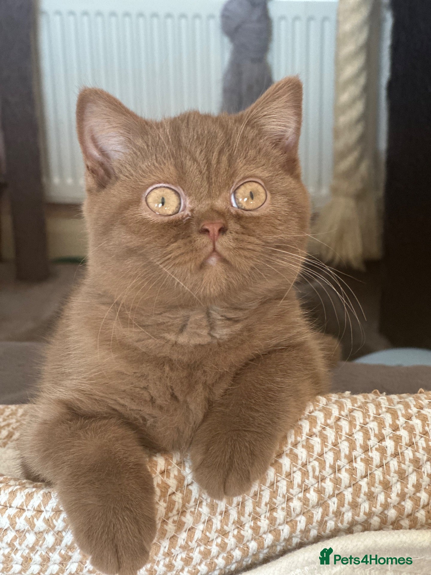 British Shorthair cats Champion British shorthair kittens very rare  - Advert 1