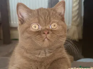 British Shorthair cats Champion British shorthair kittens very rare - Advert 1