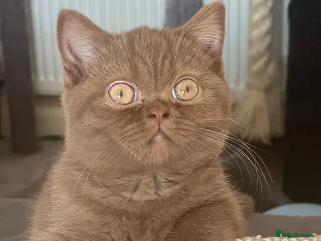 British Shorthair cats Champion British shorthair kittens very rare - Advert 19
