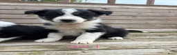 Border Collie dogs for sale: Border Collie Puppies for sale  - Advert 11