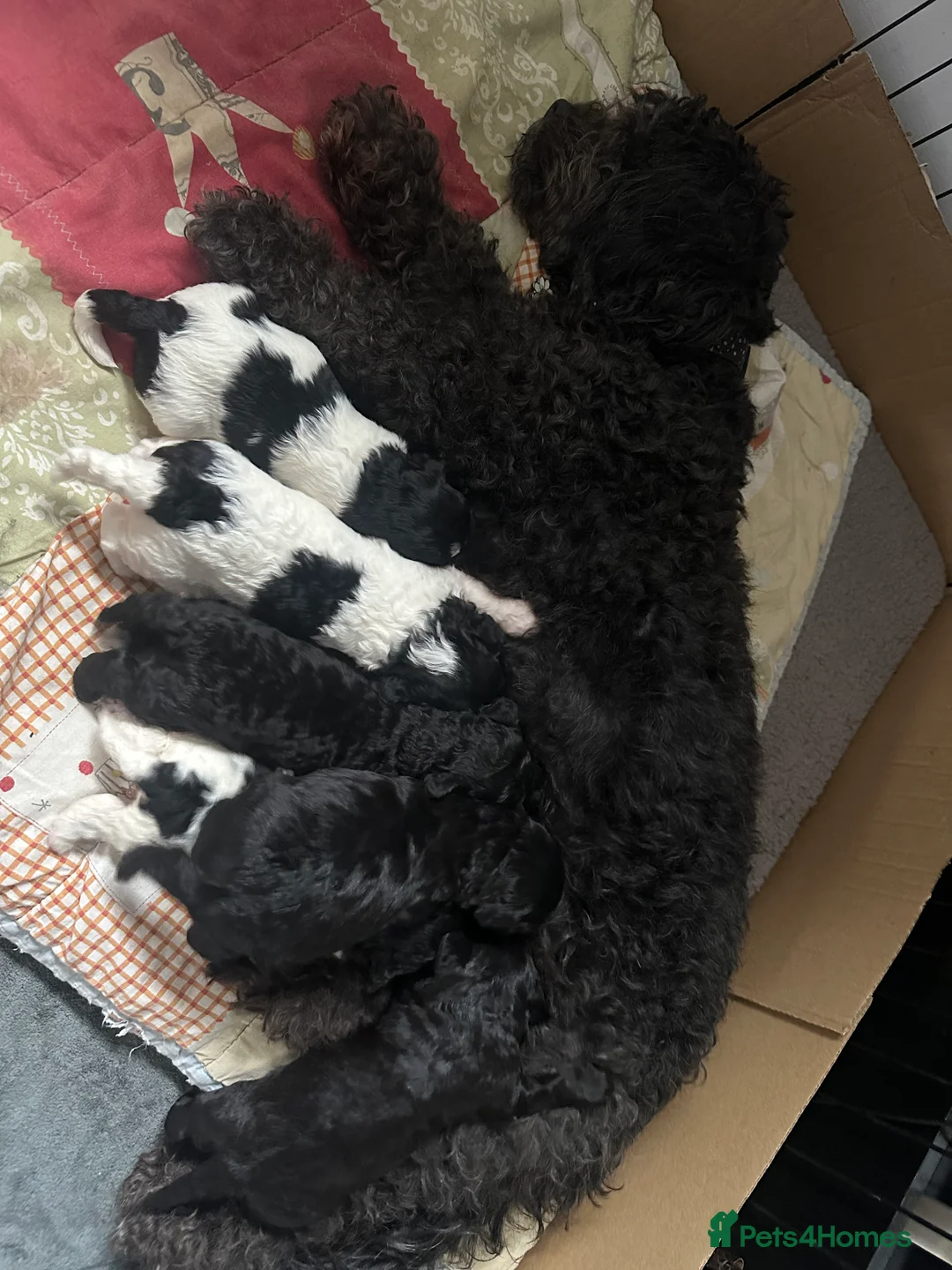 Poochon dogs for sale: Poochon Puppies- Health Tested Parents-Home Raised - Advert 7