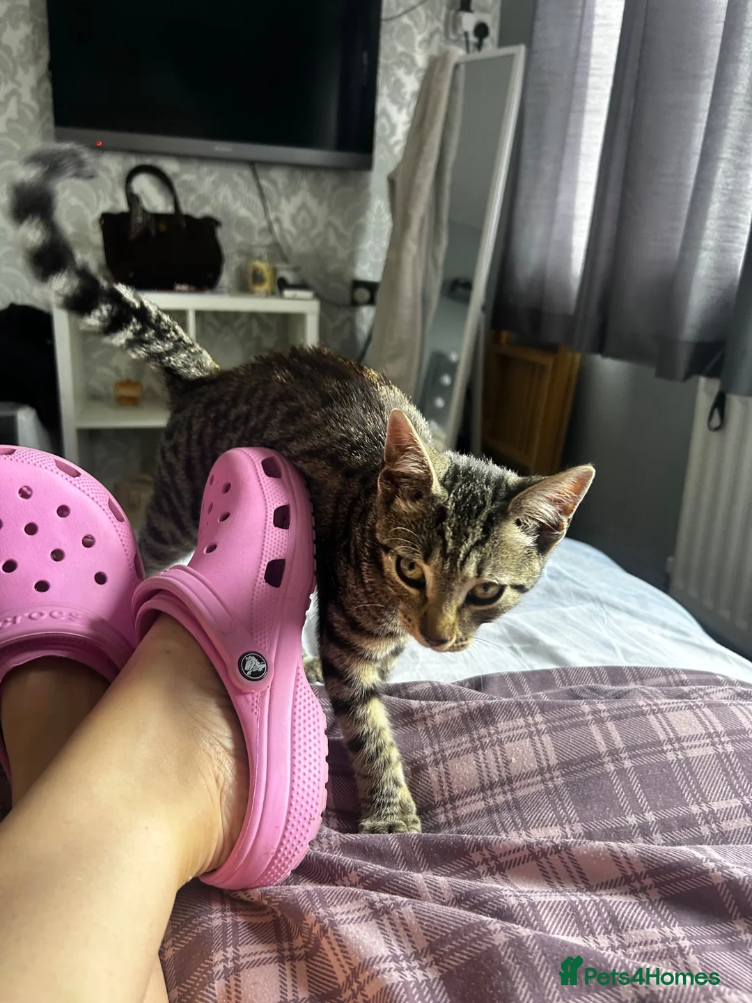 Mixed Breed cats for sale: Beautiful affectionate boy to go to good home - Advert 2