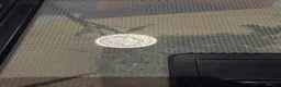 Stick Insects invertebrates for sale: Indian stick insects in Rayleigh - Advert 7