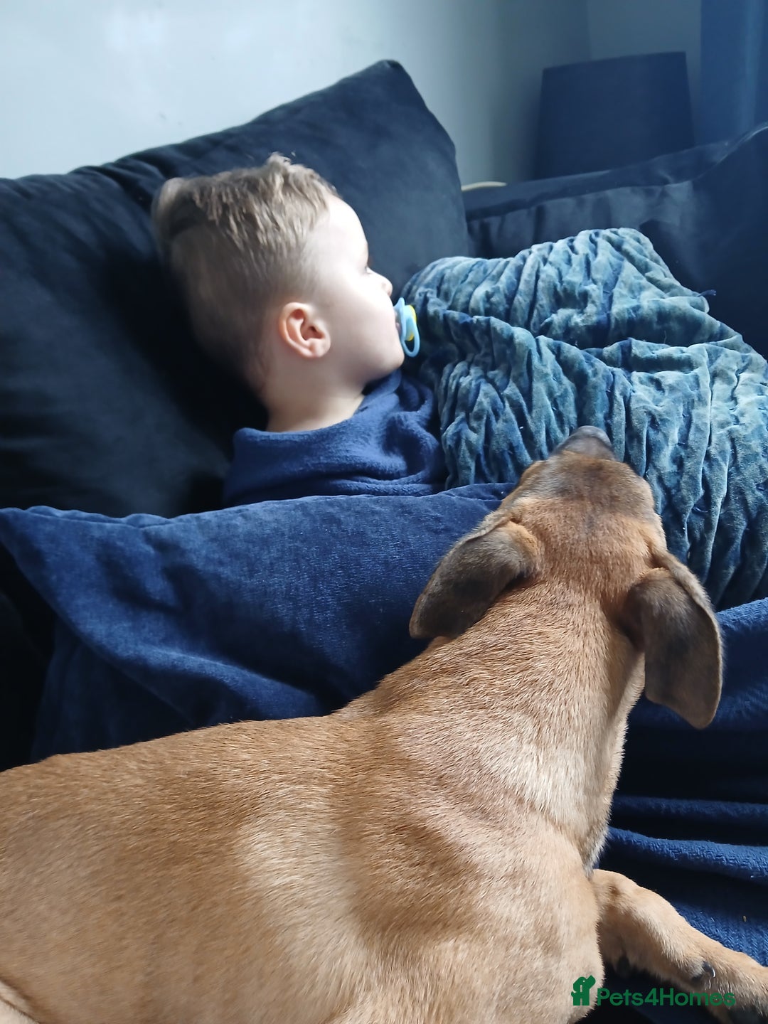 Mixed Breed dogs for sale: PUPPY Belgian Shepherd  - Advert 4