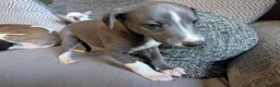 Whippet dogs for sale: Super friendly KC registered whippet pups - Advert 7