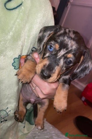 Dachshund dogs - Advert 12