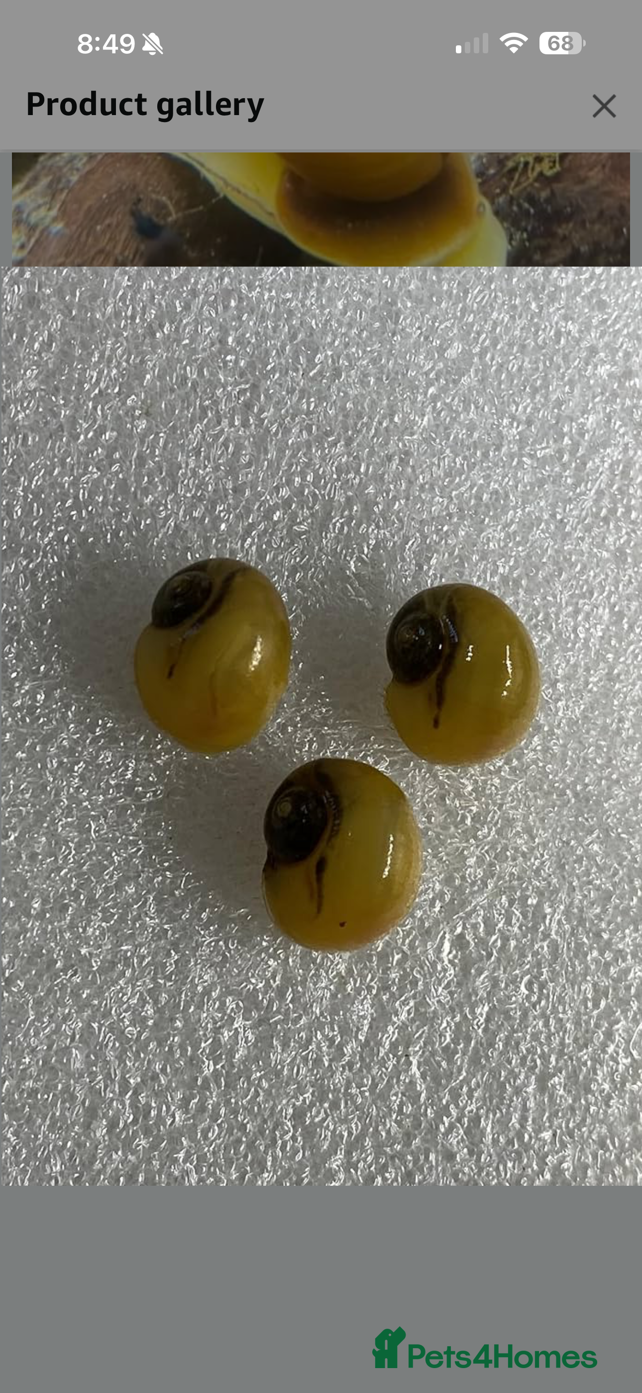 Snails fish Golden Apple Snails - Advert 1