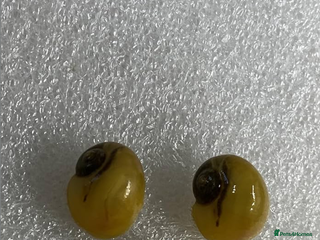 Snails fish Golden Apple Snails - Advert 1