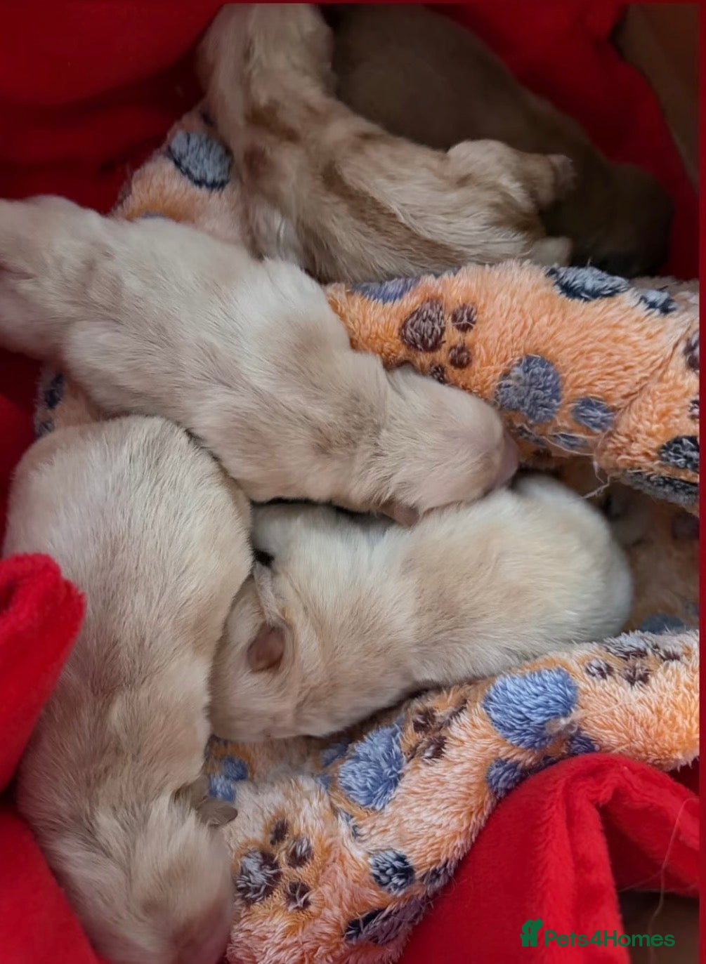 Chow Chow dogs 🧸Beautiful chow chow puppies 🧸 - Advert 2