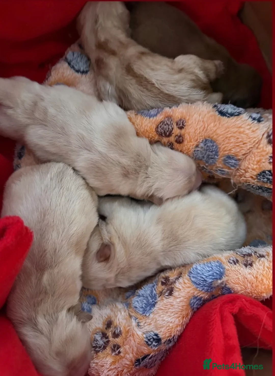 Chow Chow dogs for sale: 🧸Beautiful chow chow puppies 🧸 - Advert 2