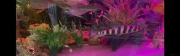 Cichlids fish for sale: Banded Leporinus - Advert 3