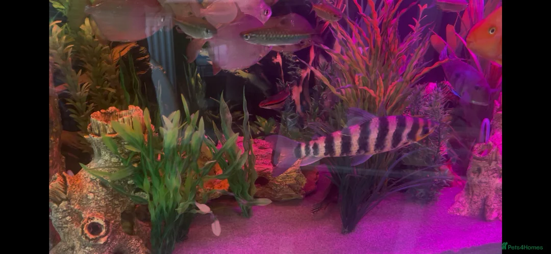 Cichlids fish for sale: Banded Leporinus - Advert 3