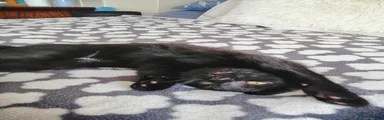 playful smooth-haired cat