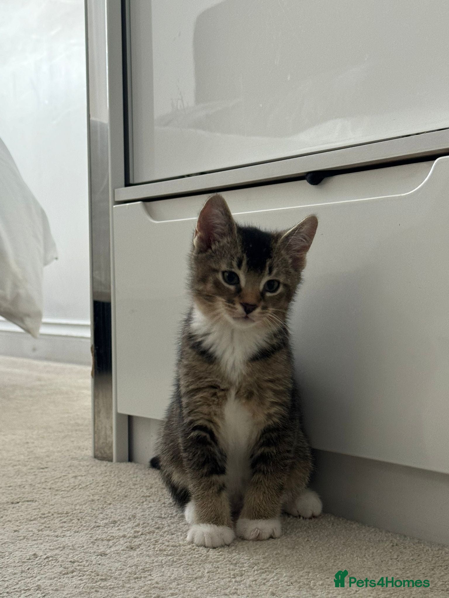 Abyssinian cats 2/6 LEFT - Abyssinian Bengal Kittens!!! - Advert 13