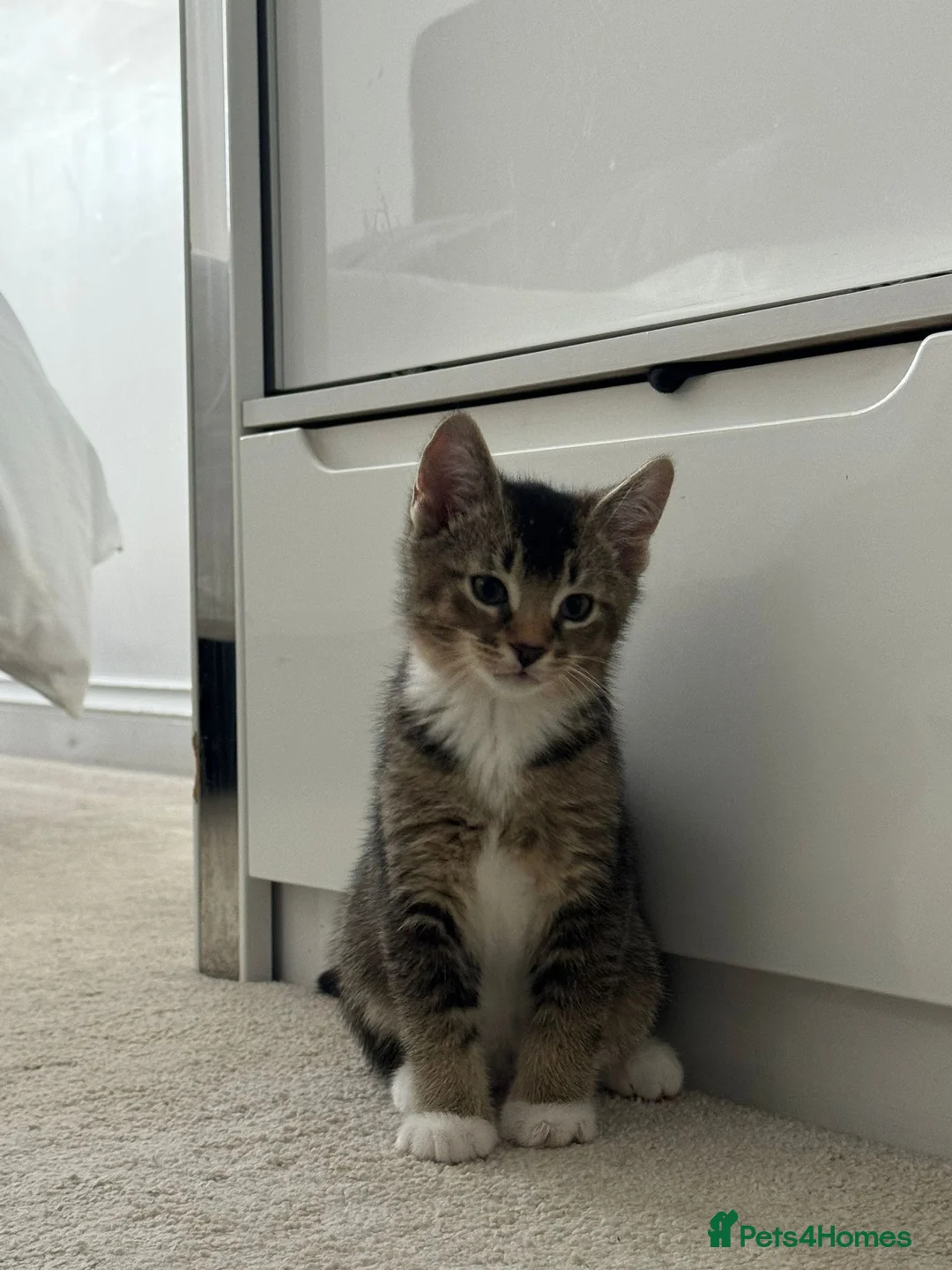 Abyssinian cats for sale: 2/6 LEFT - Abyssinian Bengal Kittens!!! - Advert 1