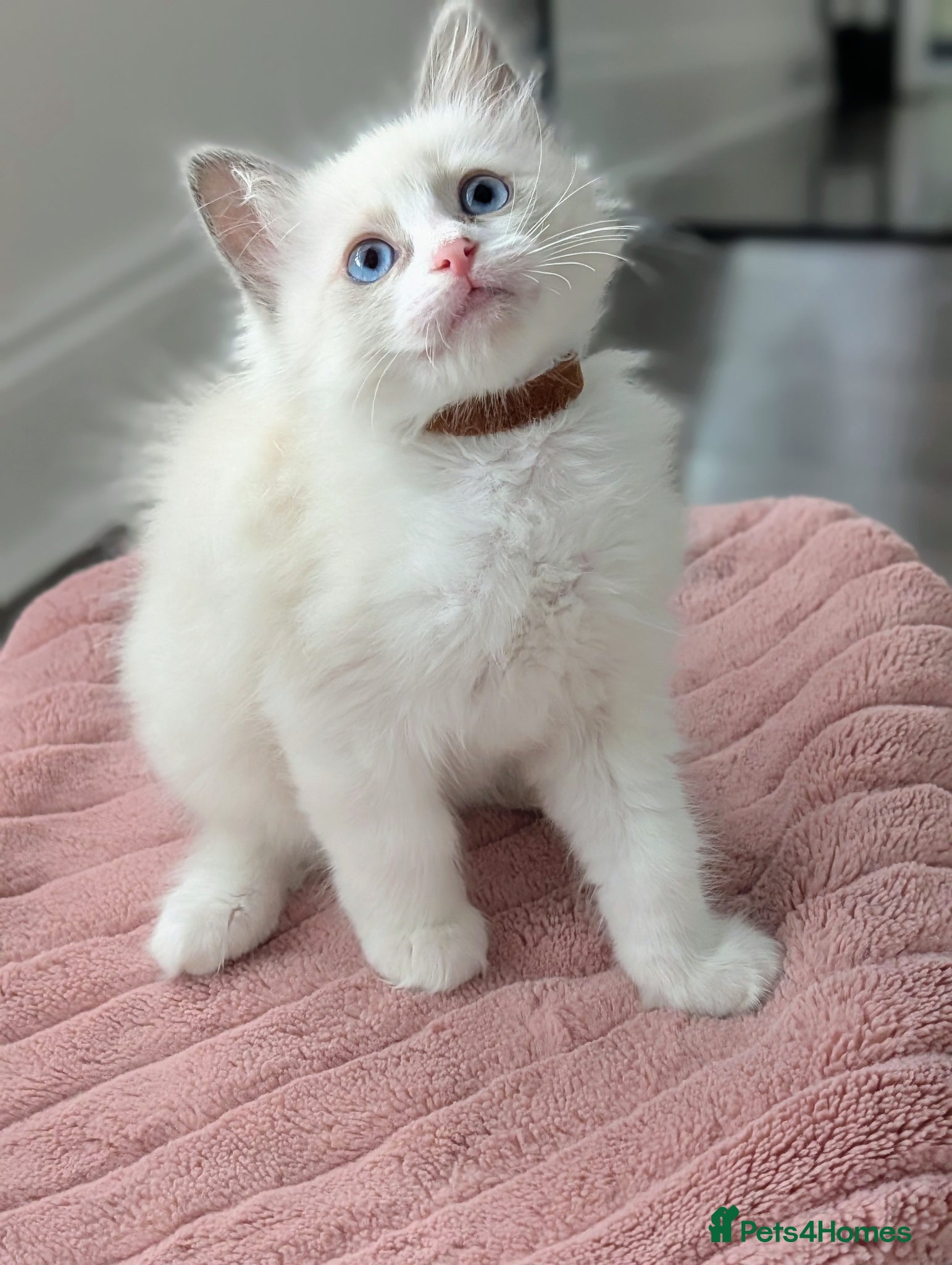 Ragdoll cats 3 beautiful Ragdoll kittens Brown girl avilable  - Advert 2