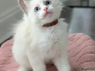Ragdoll cats 3 beautiful Ragdoll kittens Brown girl avilable - Advert 2