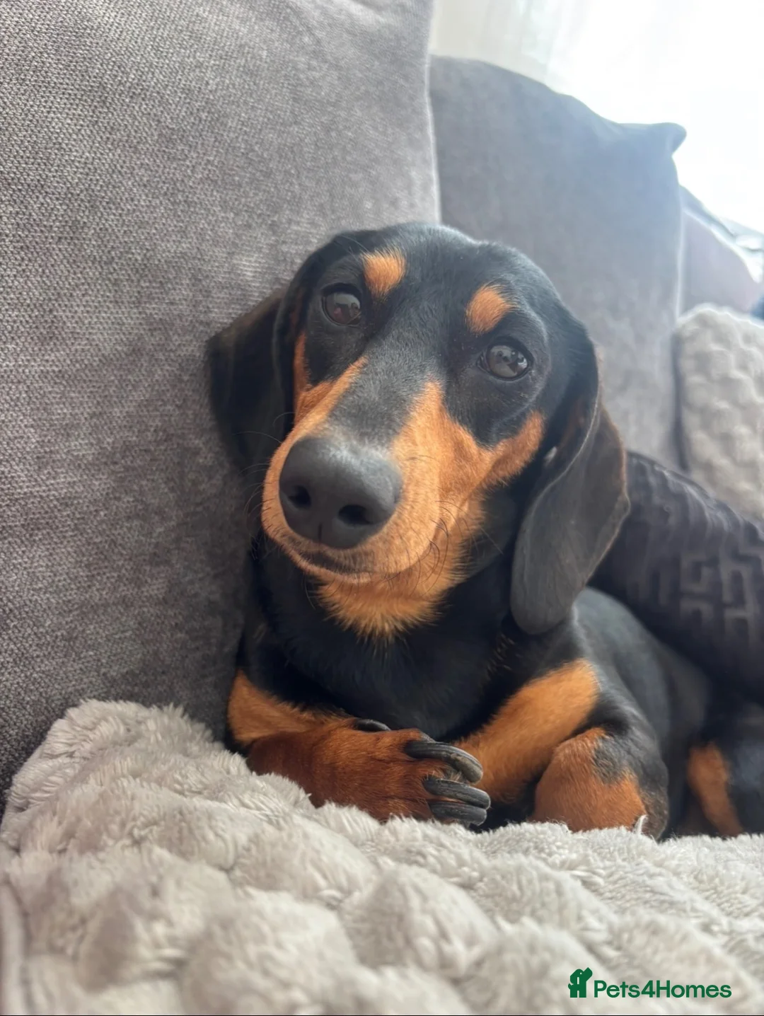 Miniature Dachshund dogs for sale: Miniature dachshund  - Advert 1