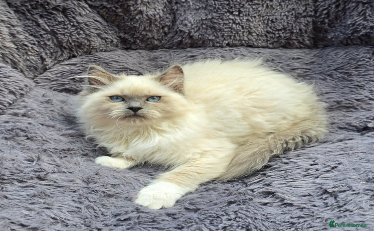 Ragdoll cats - Advert 9
