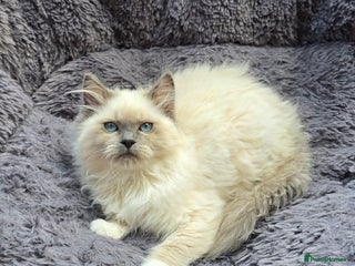 Ragdoll cats - Advert 24
