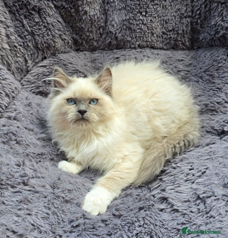 Ragdoll cats - Advert 13