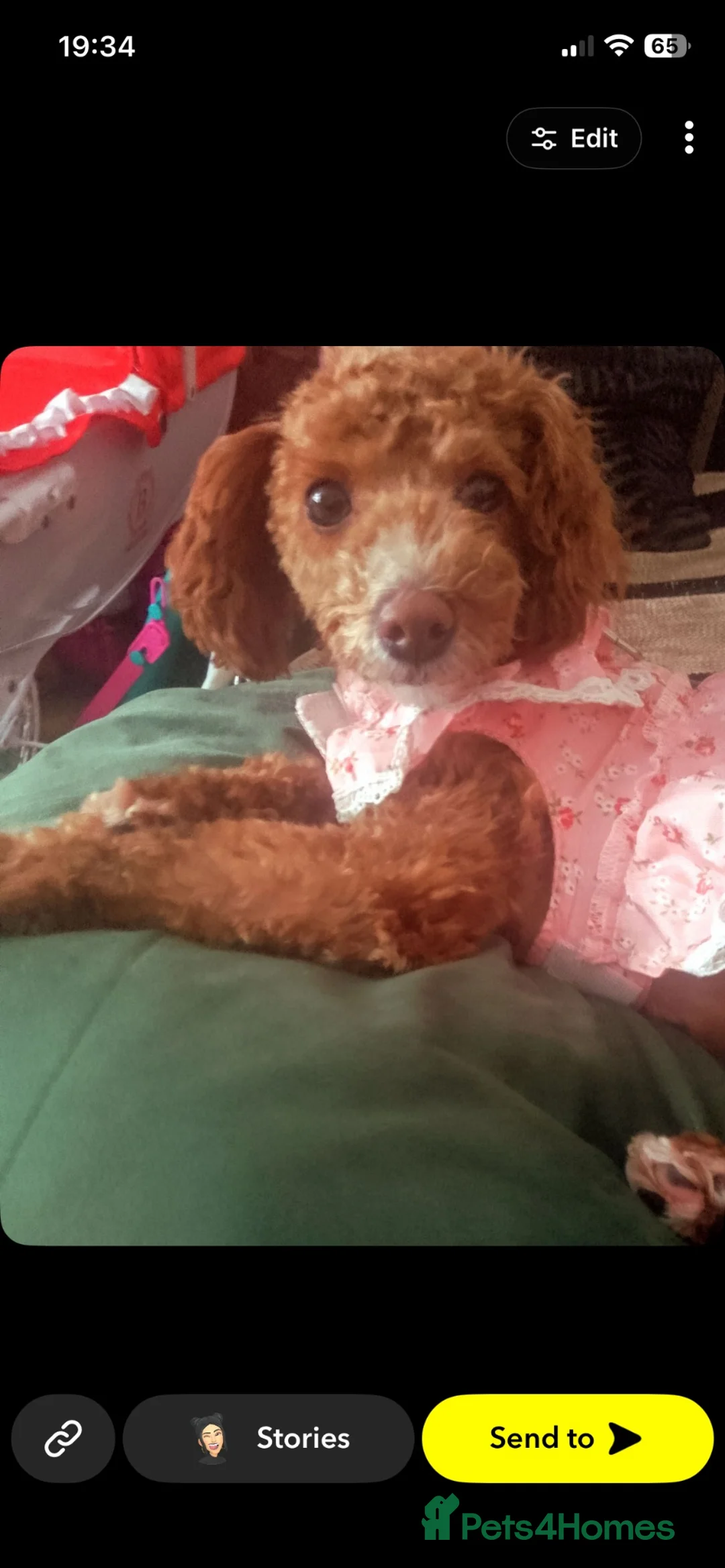 Toy Poodle dogs for sale: Female toy poodles in Newcastle upon Tyne - Advert 9