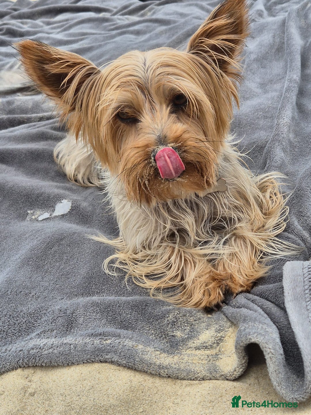 Yorkshire Terrier dogs for sale: Adorable Yorkshire Terrier Puppies. - Image 2