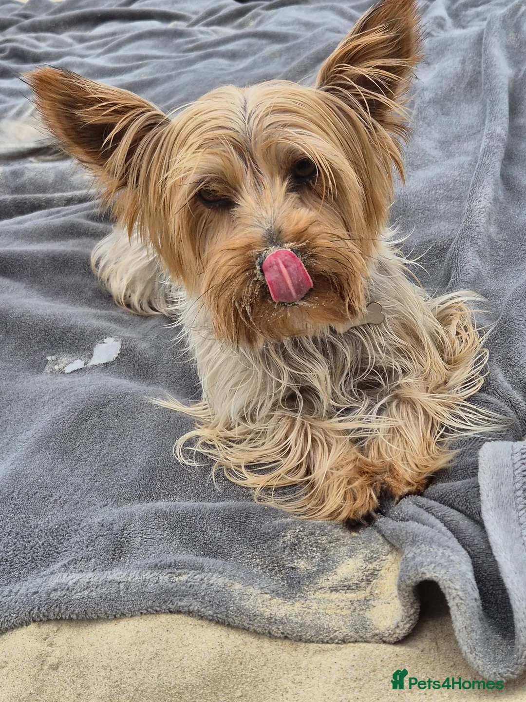 Yorkshire Terrier dogs for sale: Adorable Yorkshire Terrier Puppy. ONLY 1 GIRL LEFT - Advert 2