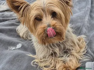 Yorkshire Terrier dogs Adorable Yorkshire Terrier Puppy. ONLY 1 GIRL LEFT - Advert 17