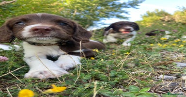 English Springer Spaniel dogs - Advert 2