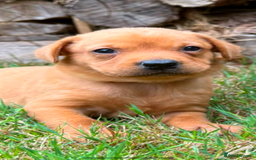 Labrador Retriever dogs for sale: Fox Red Labrador Bitch - Image 1