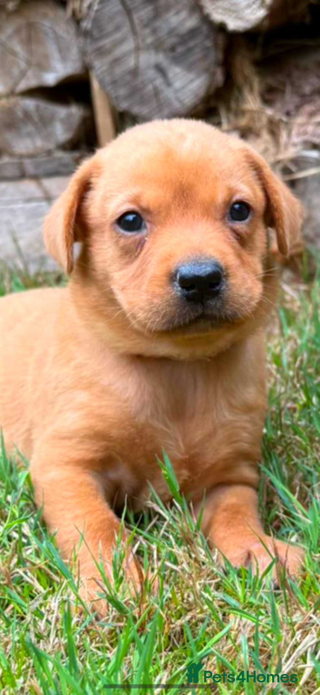 Labrador Retriever dogs for sale: Fox Red Labrador Bitch - Image 1