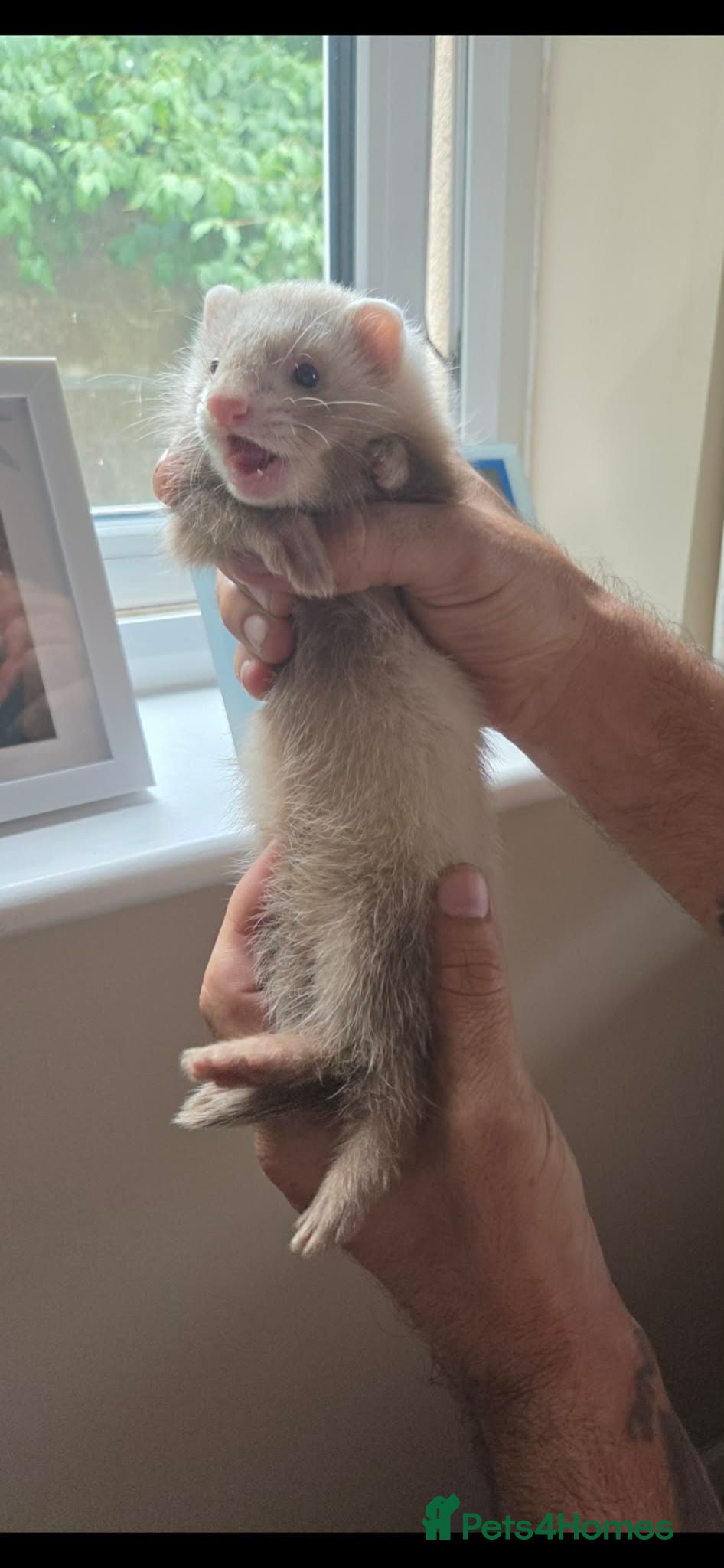 Ferret rodents Semi Angora Ferret Hob  - Advert 1