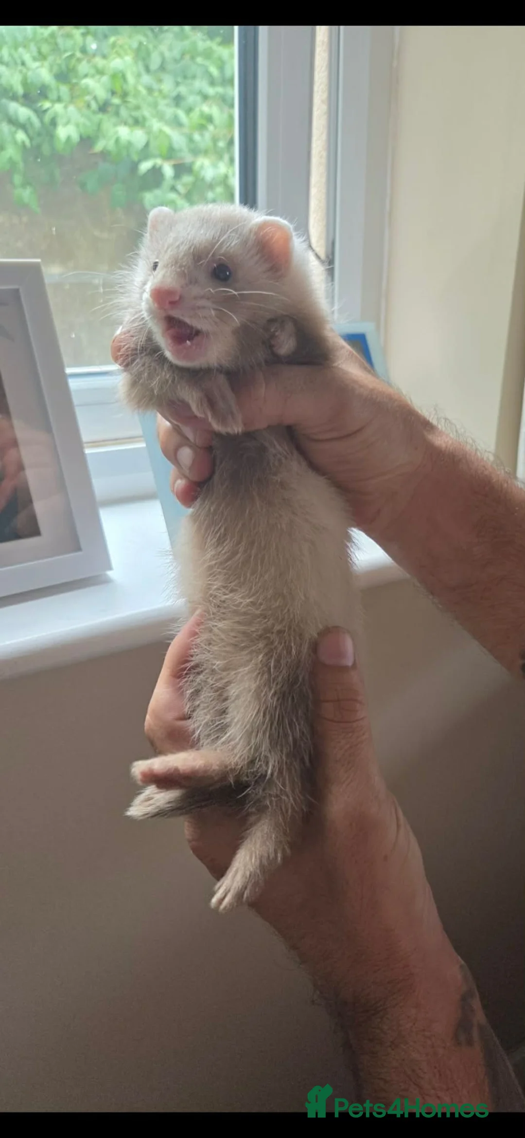 Ferret rodents for sale: Semi Angora Ferret Hob  - Advert 1