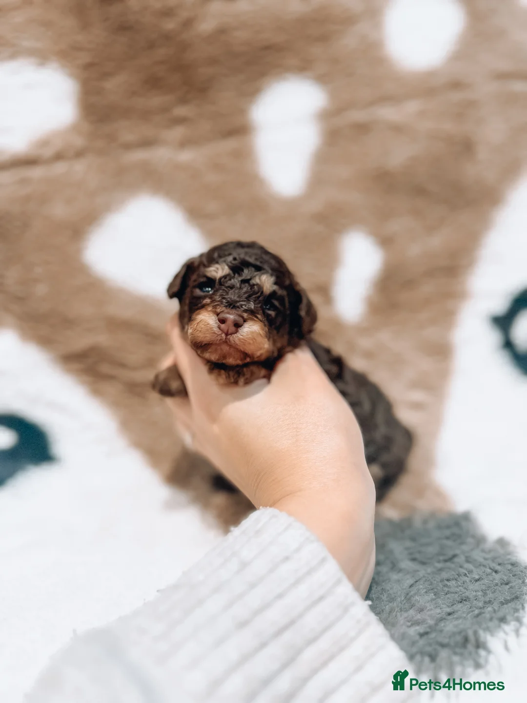 Cavapoo dogs for stud: Premium Cavapoo Chocolate Phantom Parti Stud  in Rickmansworth - Advert 10