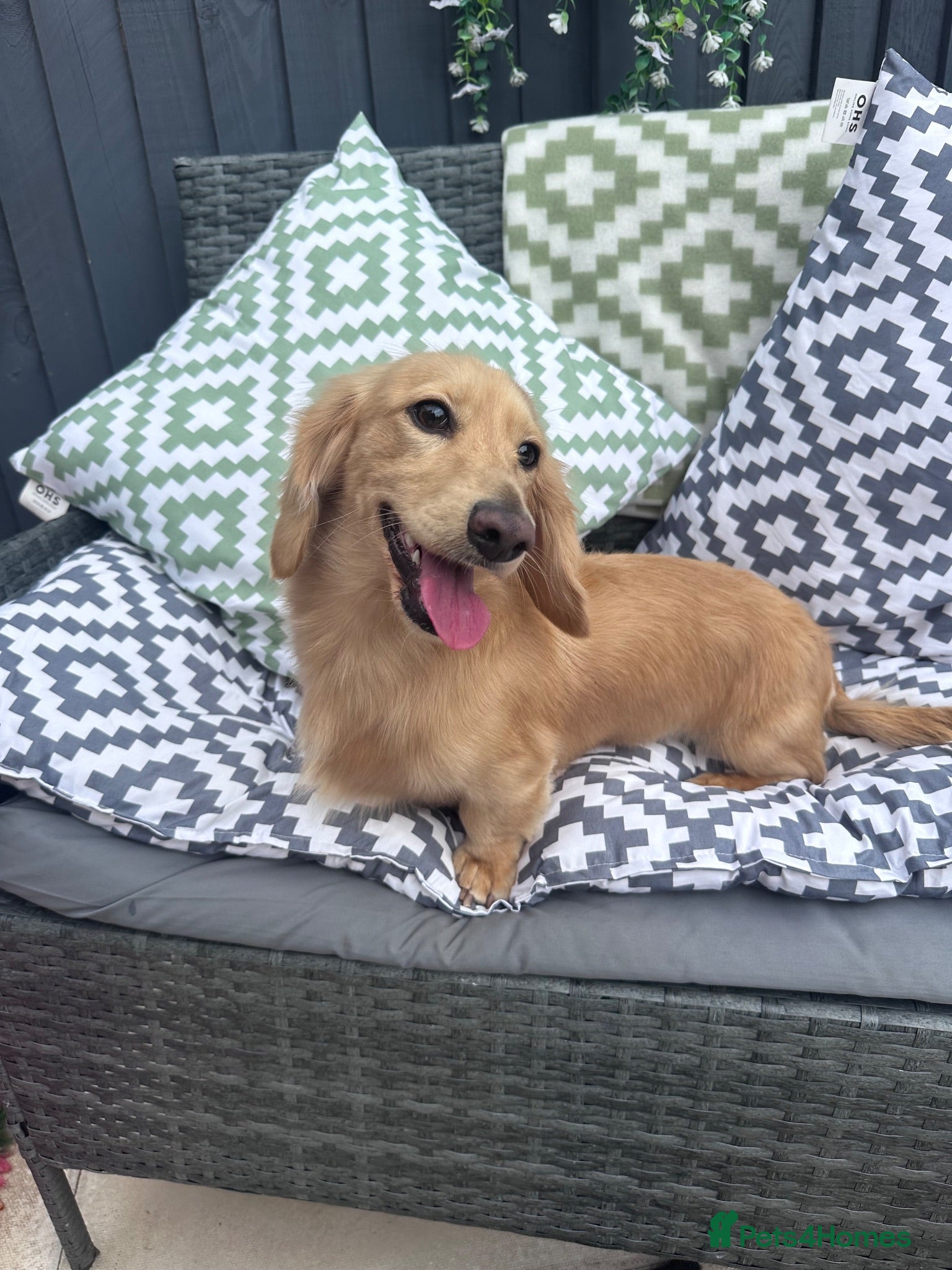 Miniature Dachshund dogs Stud Cream long hair male Dachshund  - Advert 4