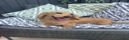 Miniature Dachshund dogs for stud: Stud Cream long hair male Dachshund  - Advert 1