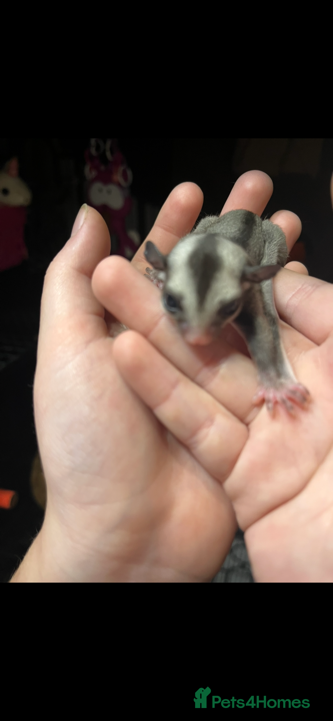 Sugar Glider rodents for sale: Sugar glider babies  - Advert 2