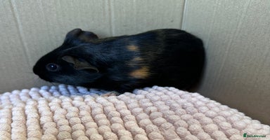 Guinea Pig rodents - Advert 4