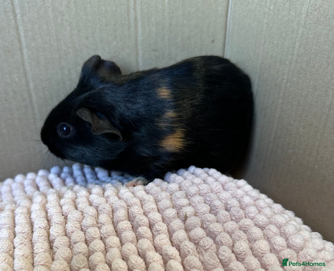 Guinea Pig rodents for sale: Young Guinea pigs  - Image 2