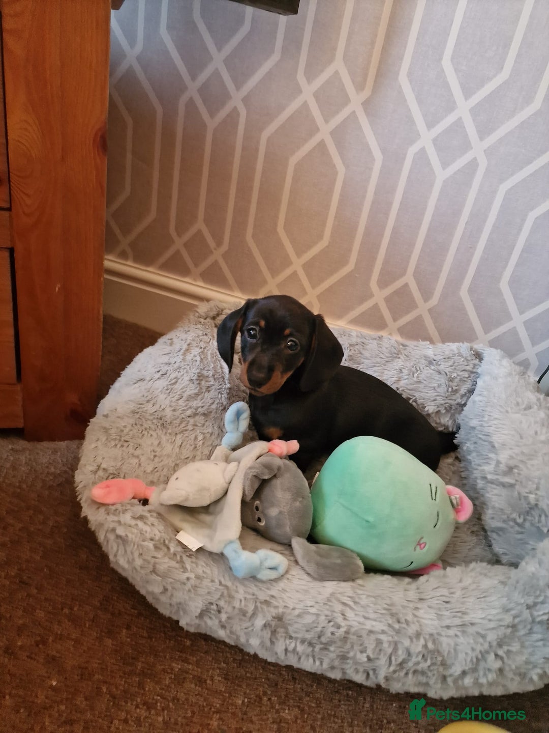Dachshund dogs for sale: Female Mini Dachshund Puppy (Smooth, Short hair) - Advert 4