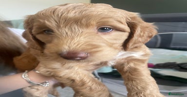 Cockapoo dogs - Advert 7