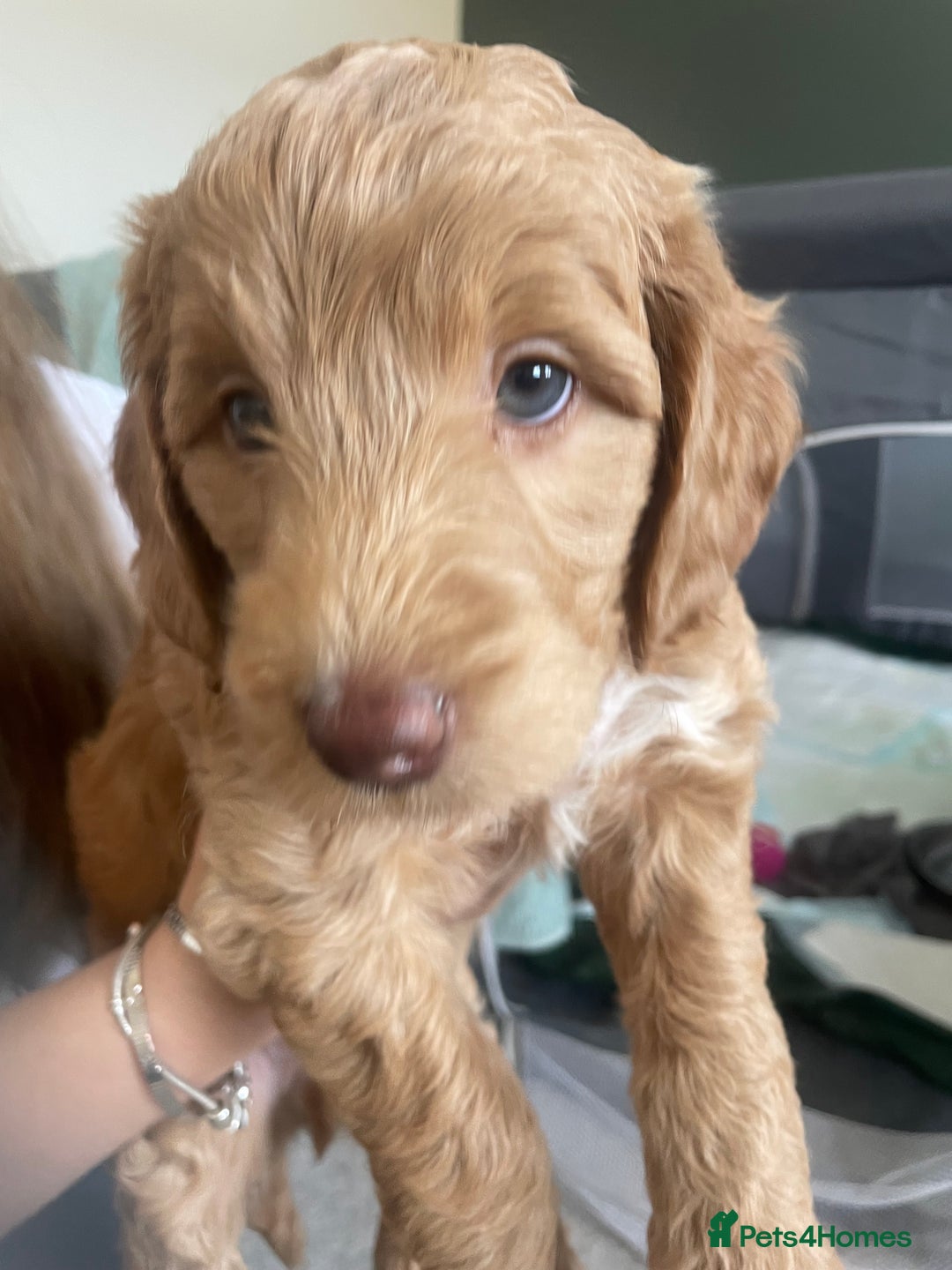Cockapoo dogs for sale: 4 beautiful cockapoo puppies can be now be viewed  - Image 2