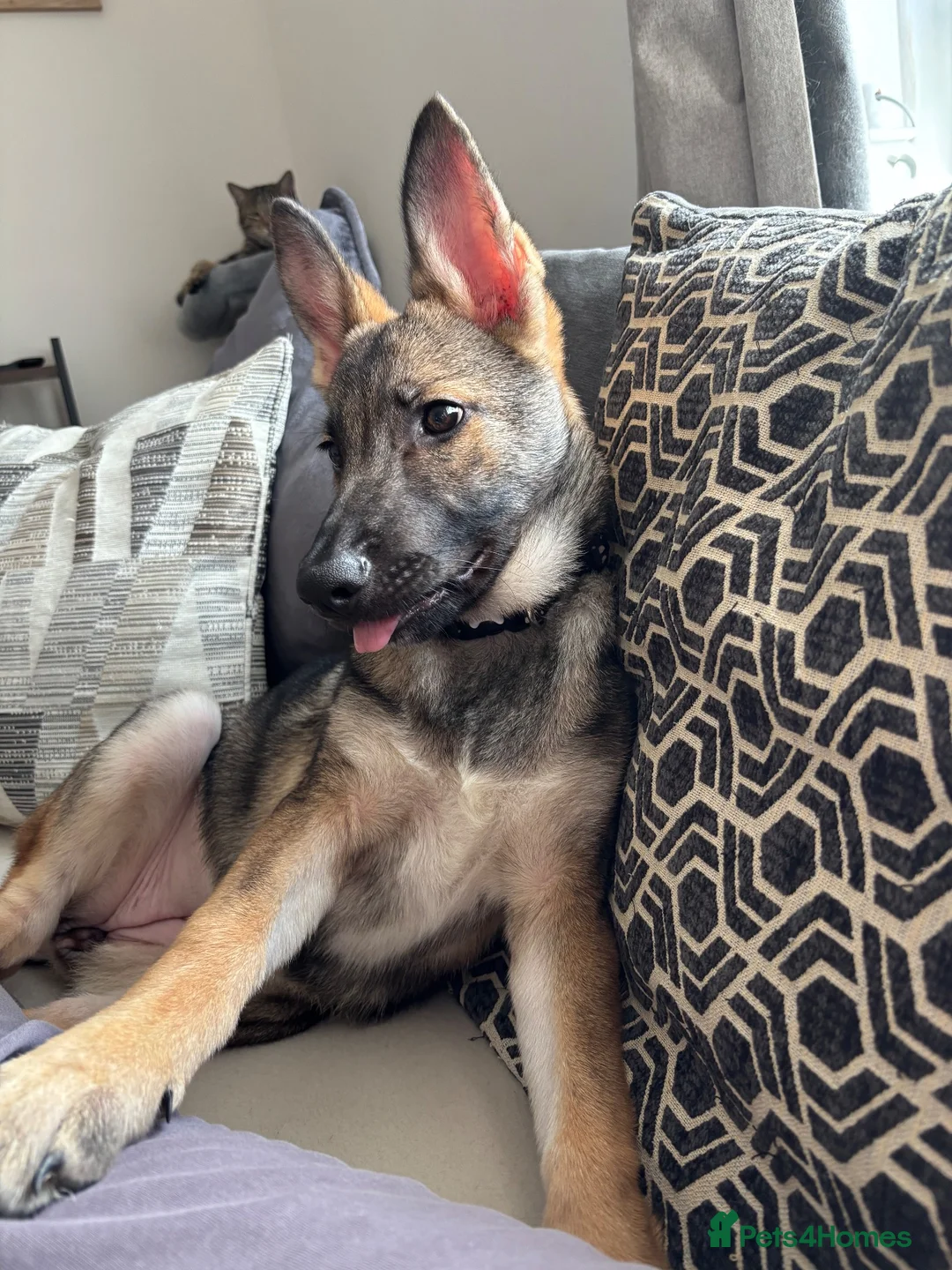 German Shepherd dogs for sale: 18 week old female German shepherd  in Romford - Advert 1