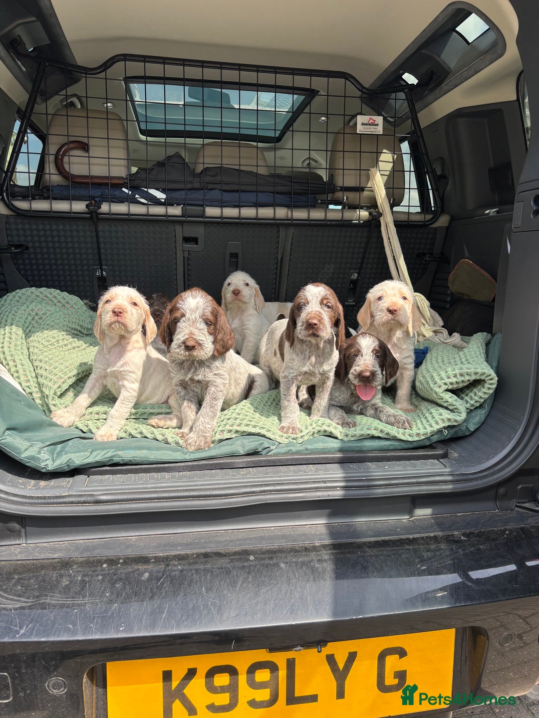 Italian Spinone dogs for sale: Stunning Spinones  - Image 3