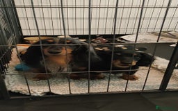 Miniature Dachshund dogs for sale: Handsome quality long haired male available  - Image 15